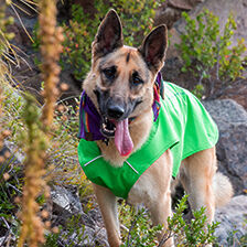 dog wearing sun protection shirt
